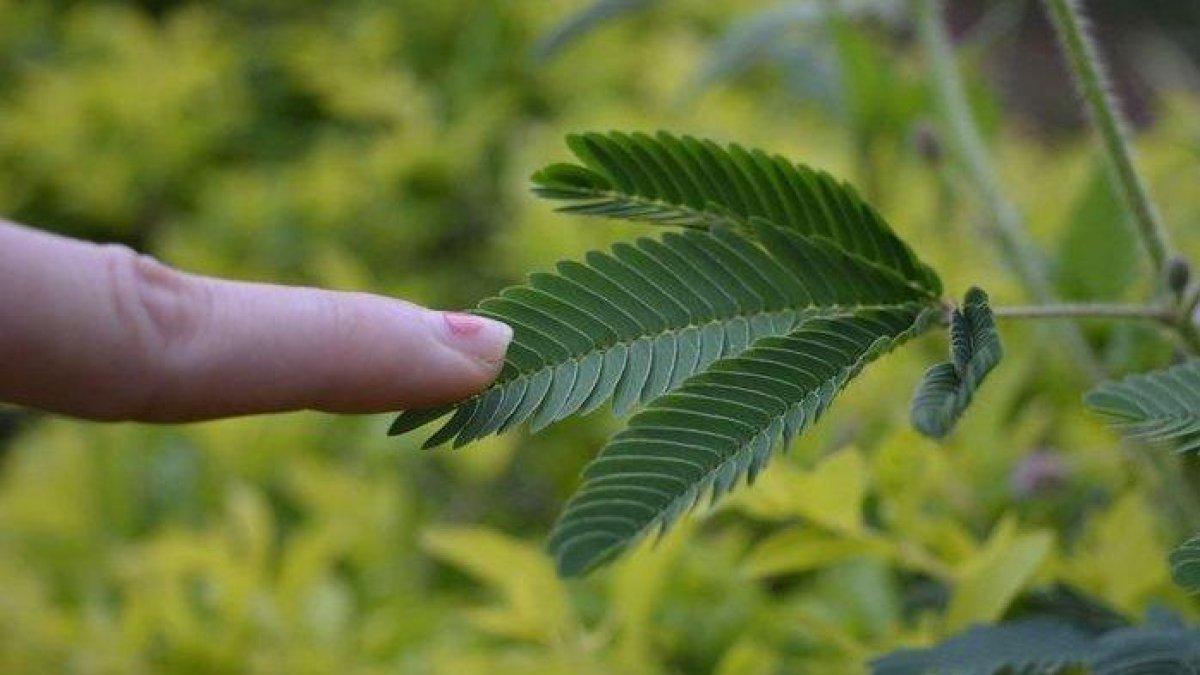 manfaat tanaman liar putri malu untuk pengobatan alami