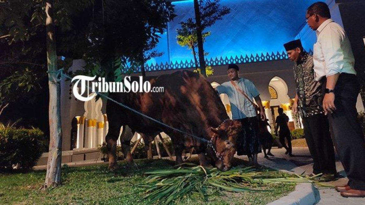 Sapi kurban jenis limosin berbobot 1,042 ton milik Presiden Jokowi di Masjid Raya Sheikh Zayed, Solo, Selasa (27/6/2023)