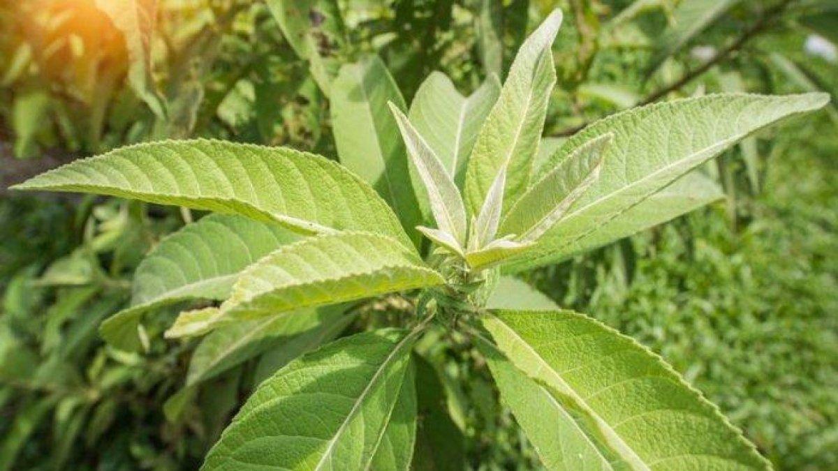 sembung untuk mengobati stroke