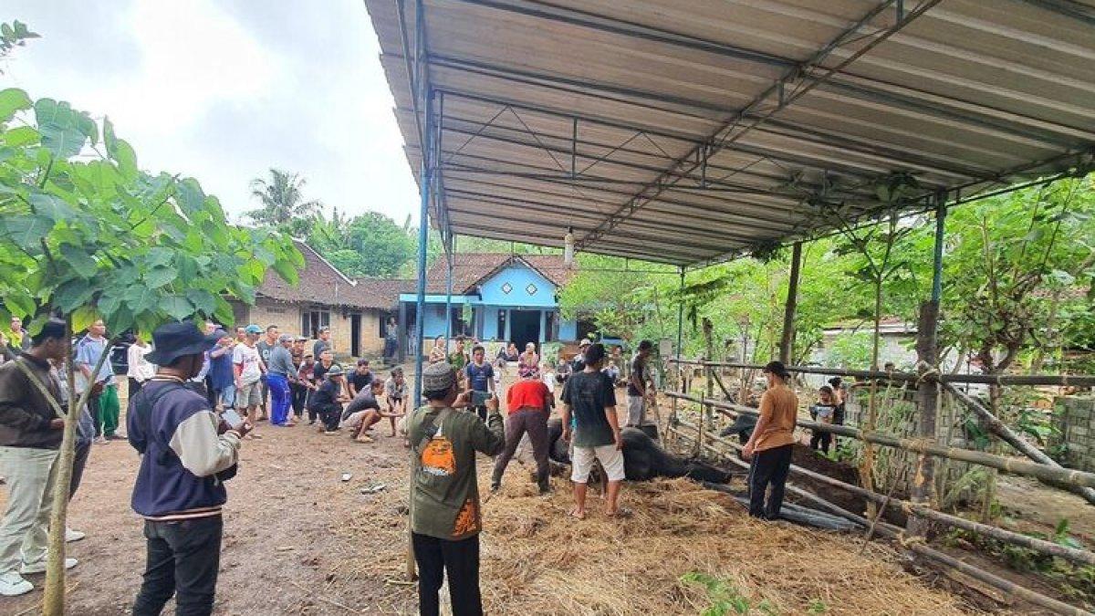 Suasana penyembelihan sapi kurban presiden Joko Widodo di Padukuhan Singkil, Kalurahan Tepus, Kapanewon Tepus, Gunungkidul. Kamis (29/6/2023)