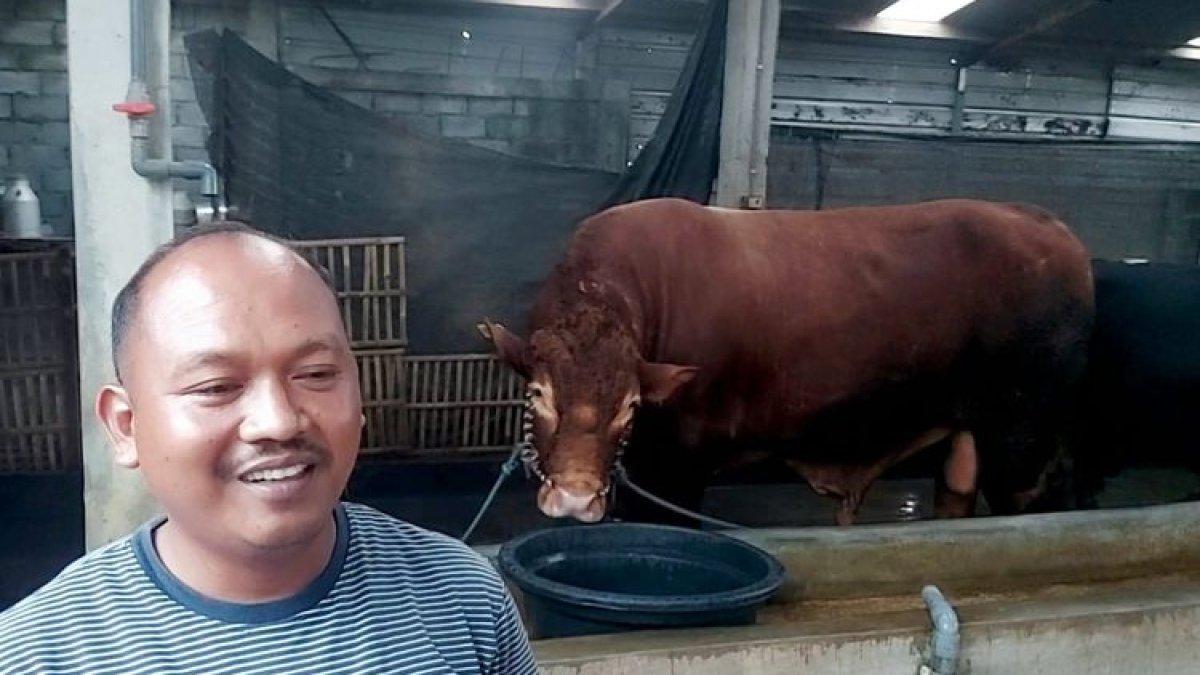 Sutrisno di kandang sapi miliknya yang memilki berat lebih dari satu ton.