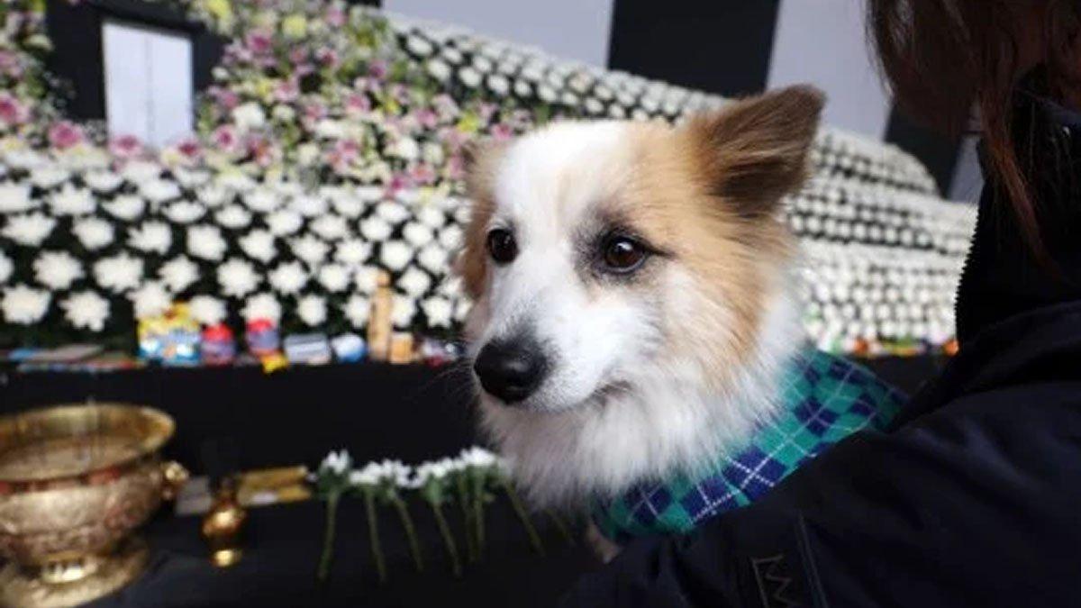 Seekor anjing viral karena menanti majikan di depan rumah, tidak tau bahwa pemiliknya tewas korban kecelakaan pesawat Jeju Air