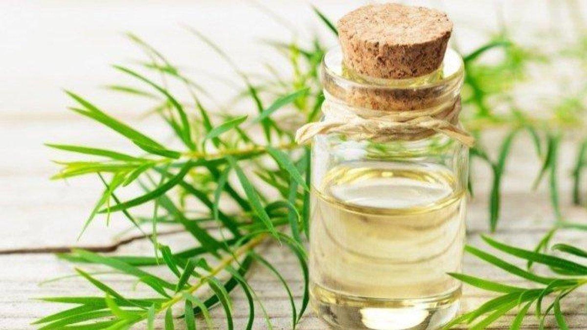 tea tree oil untuk mengobati asma