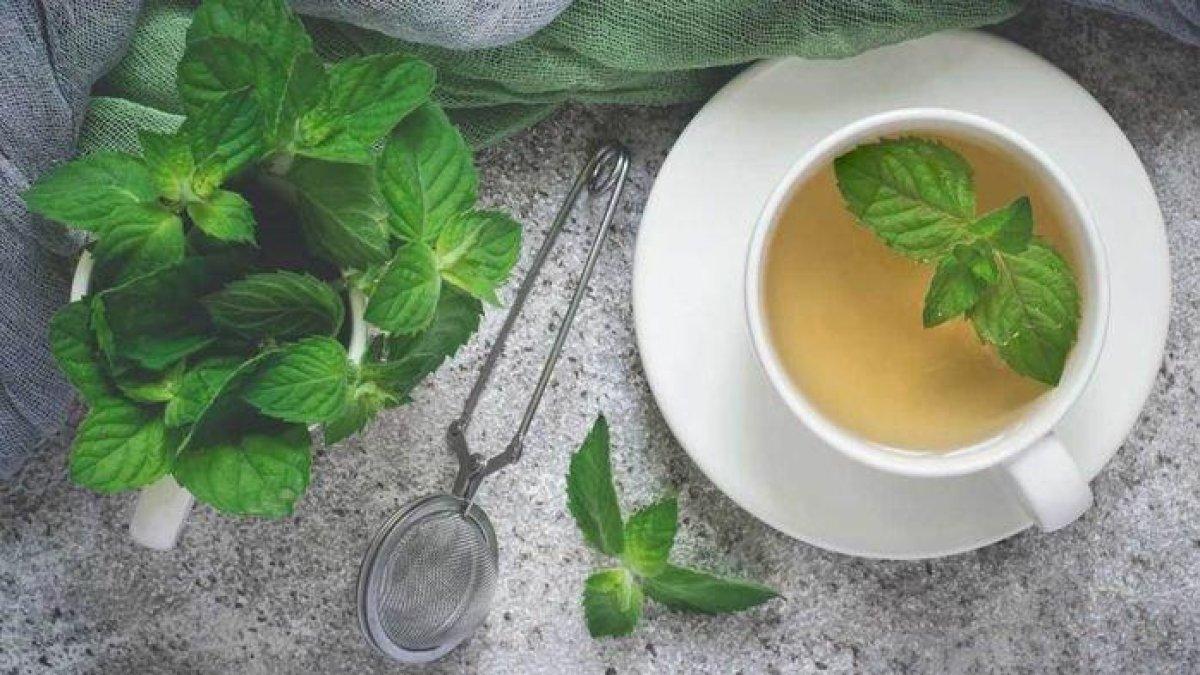 peppermint untuk mengatasi infeksi akibat bakteri dan virus