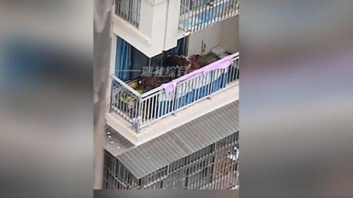 Ternak dipelihara oleh penghuni aparteman yang baru pindah dari daerah pedesaan.