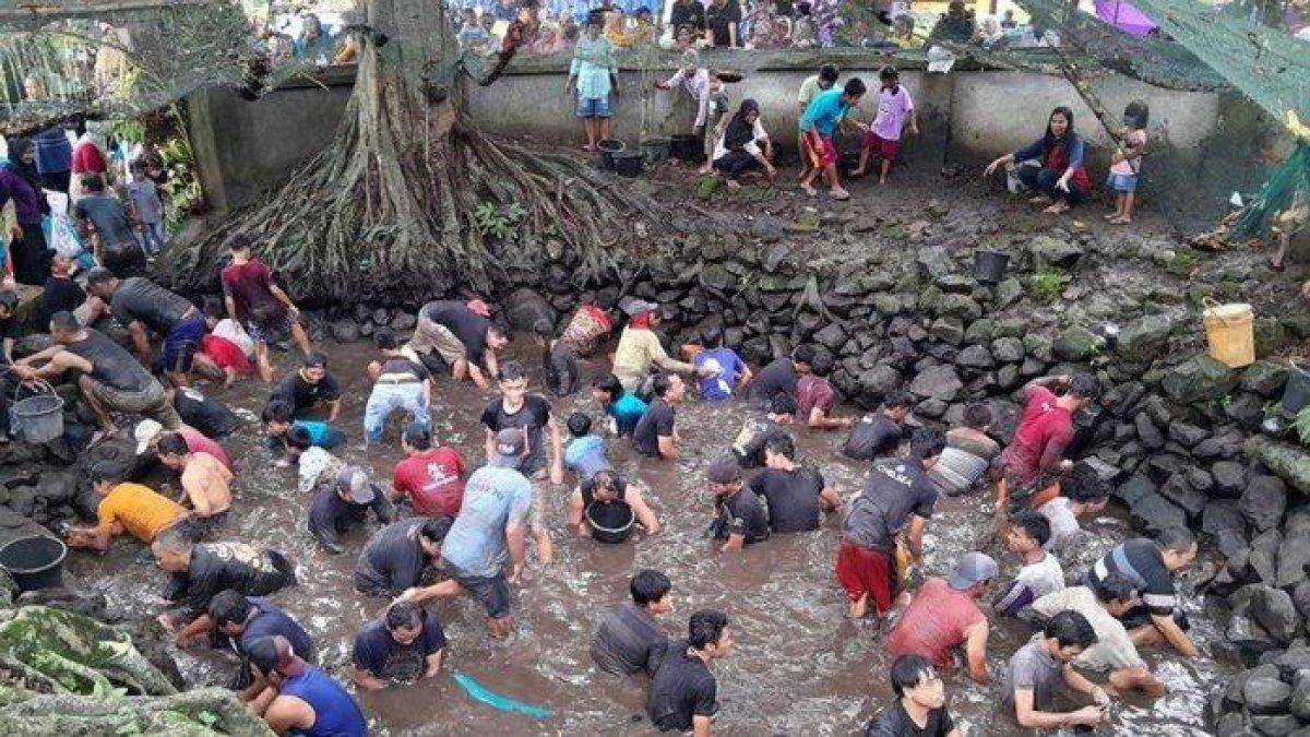 BERBURU LELE - Warga Dukuh Karanggotan dan Karanganyar, Desa Mranggen, Kecamatan Jatinom, Kabupaten Klaten, tampak berebut ikan lele dalam tradisi Nawu Sendang Gotan, Minggu (23/2/2025).