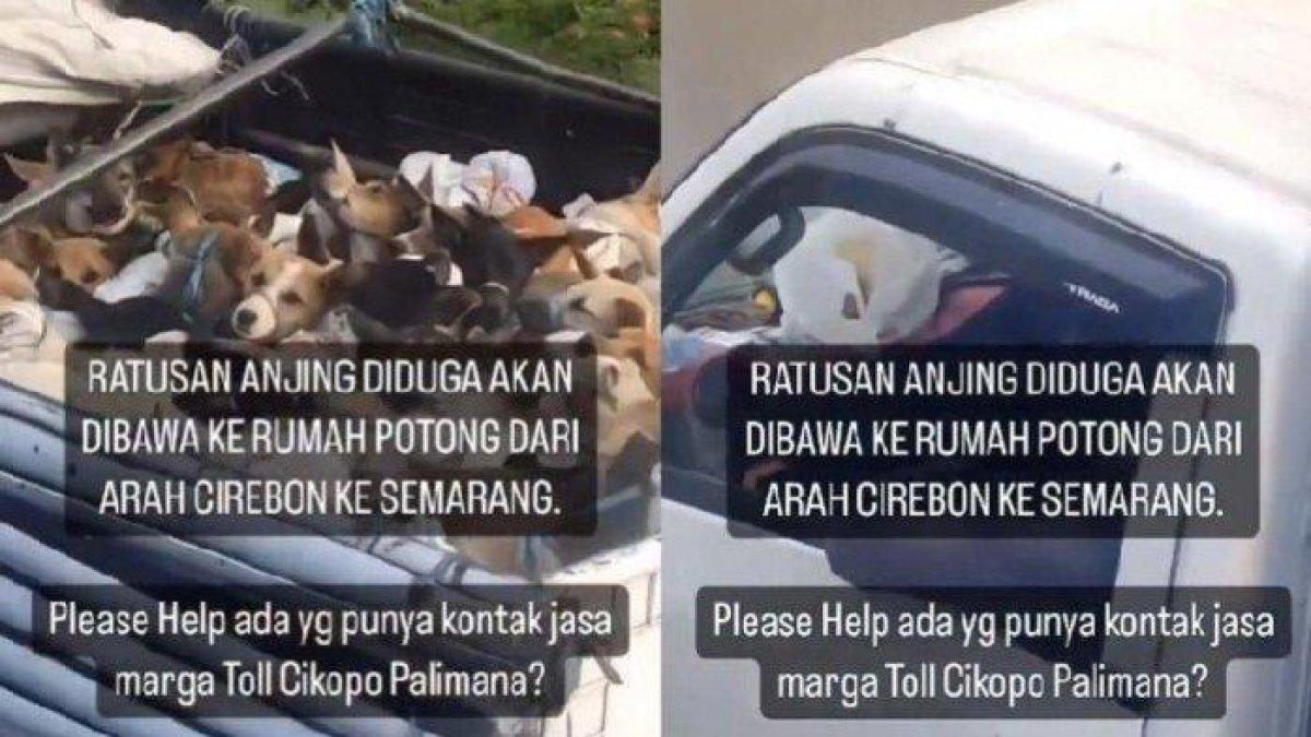 Tangkap layar video dugaan truk bawa ratusan anjing ke rumah pemotongan dari Cirebon ke Semarang.