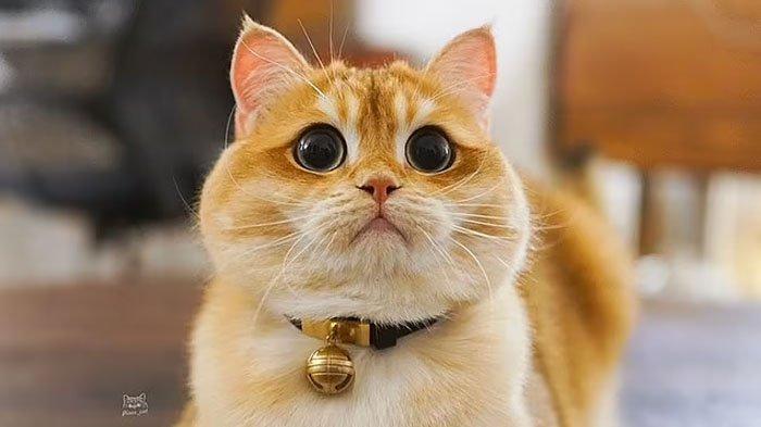 ILUSTRASI Kucing