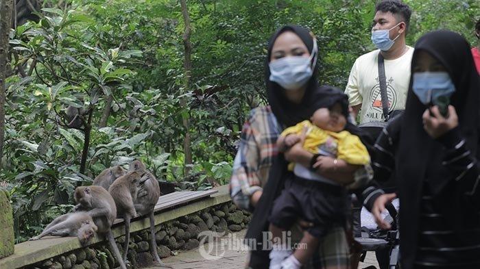 Sejumlah wisatawan menikmati objek wisata Monkey Forest Ubud, Gianyar, Bali, Kamis (5/11/2020).