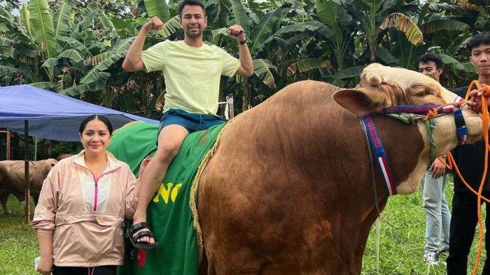 Raffi Ahmad dan Nagita Slavina rayakan Iduladha dengan sapi kurban besar