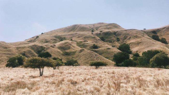 Alam Indonesia Punya Savana! Ini 5 Destinasi Wisata dengan Nuansa Afrika