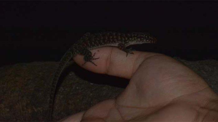 CECAK PECEL MADIUN - Spesies cecak jarilengkung baru, Cyrtodactylus pecelmadiun, ditemukan di Jawa Timur. Cecak berwarna cokelat kehitaman ini hidup tak lebih dari 40 cm di atas tanah dan beradaptasi di berbagai habitat.  Penemuan ini semakin mengungkap keragaman tersembunyi dari spesies cecak jarilengkung di Jawa, yang sudah mulai dieksplorasi sejak zaman kolonial Belanda.