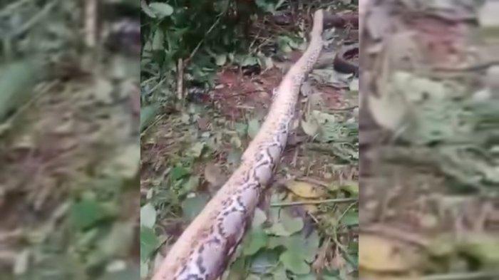 ULAR MEMANGSA WANITA  - Ular piton saat ditangkap oleh sejumlah warga usai melilit seorang petani di Desa Winning Kecamatan Pasarwajo, Kabupaten Buton, Provinsi Sulawesi Tenggara (Sultra). Seorang petani asal Desa Winning, Kecamatan Pasarwajo,meregang nyawa usai dililit ular piton pada Rabu (9/4/2025).