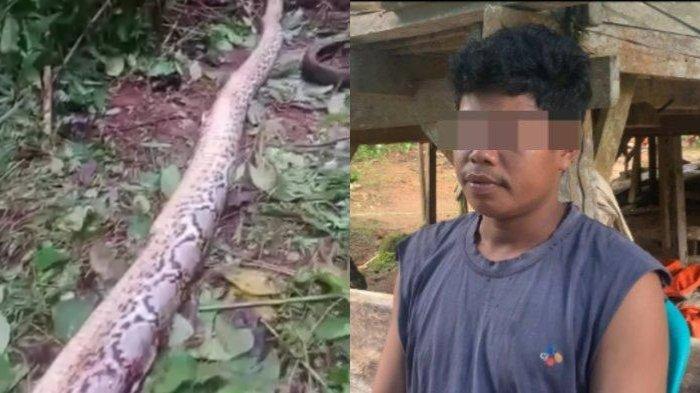 TEWAS DILILIT ULAR - (Kiri) Ular yang lilit korban hingga tewas dan (Kanan) S, anak petani wanita yang tewas dililit ular di Kecamatan Pasarwajo, Kabupaten Buton, Sulawesi Tenggara (Sultra), saat menceritakan pertama kali menemukan ibunya tewas, Jumat (11/4/2025). Sang ibu tewas dililit ular di kebun pada Rabu (9/4/2025) malam.