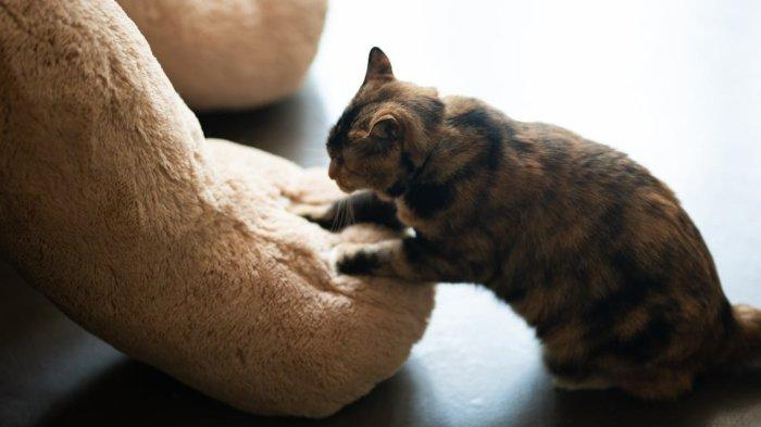 KNEADING - Foto ilustrasi kucing yang diambil dari Pexels pada 26 Maret 2025. Semua tingkah laku kucing yang dianggap aneh rupanya memiliki makna tersendiri.