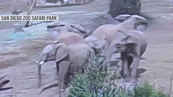 GAJAH BUAT LINGKARAN - Gajah Afrika di San Diego Zoo Safari Park secara naluriah menciptakan 