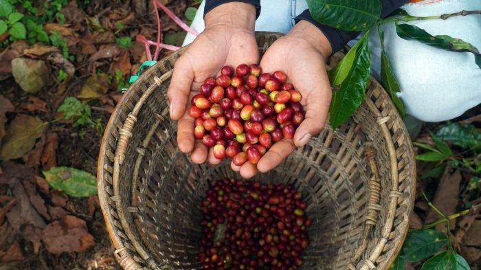 Bukan Cuma Enak! 5 Kopi Lokal Ini Bawa Keunikan Alam Indonesia