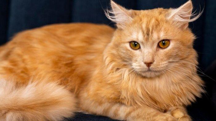 RAS KUCING TERBESAR - Ilustrasi kucing yang diambil dari Freepik pada 24 Maret 2025. Tahukah Anda bahwa kucing terbesar di dunia masih memiliki DNA yang mirip dengan kucing peliharaan?