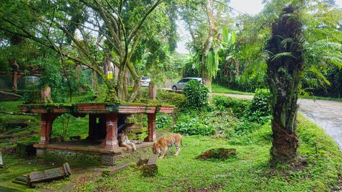 Komitmen TSI Cisarua: Dari Program Konservasi Hingga Rumah Sakit Satwa Terlengkap se-Asia Tenggara