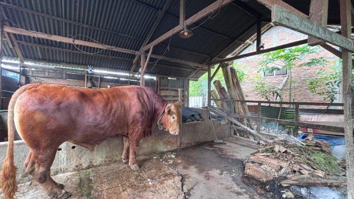 SAPI KURBAN PRABOWO - Kandang sapi kurban milik Presiden Prabowo Subianto di Dusun Kemiri, Desa Kebunsari, Kecamatan Wonomulyo, Kabupaten Polewali Mandar (Polman), Sulawesi Barat, dipasangi tiga kamera CCTV, Kamis (15/5/2025), untuk menghindari tindak kejahatan. Terkini, satu sapi kurban Prabowo seberat 1,1 ton milik Dedi Irawan di desa tersebut mati mendadak pada Kamis pagi itu.
