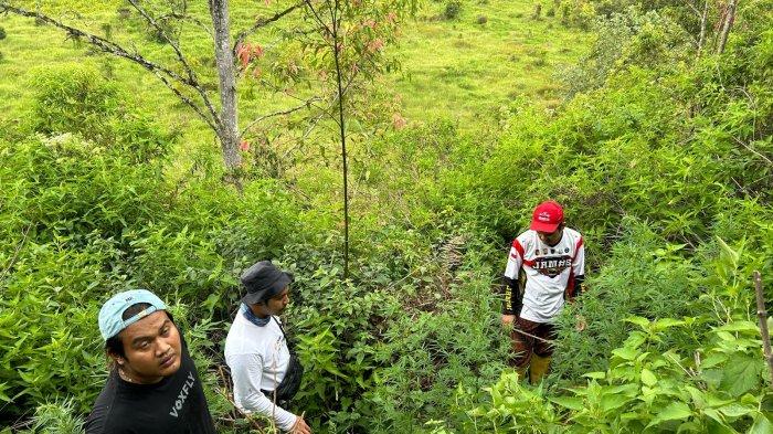 LADANG GANJA DI KERINCI