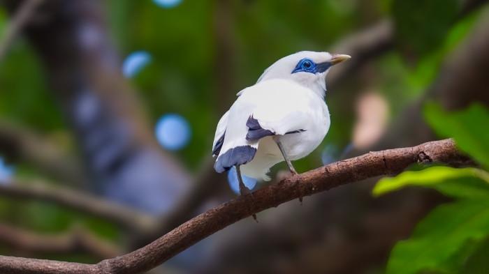 Fauna Maskot Daerah: Simbol Identitas dan Cermin Kekayaan Alam Indonesia