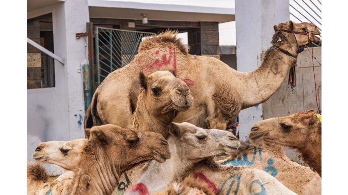 PASAR UNTA - Foto diambil dari laman CNTraveller pada Kamis (5/6/2025). Di Kairo, ada Souk Al Gamal atau pasar unta di Birqash, yang dikenal sebagai pasar unta terbesar di dunia.