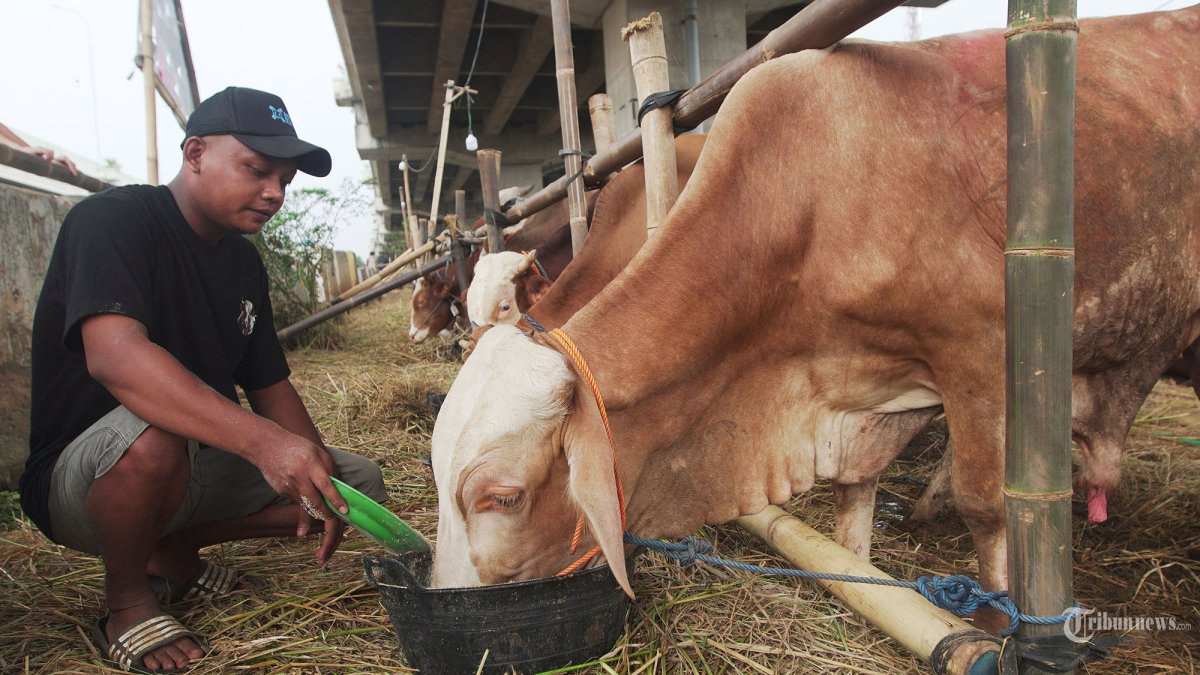 PENJUAL HEWAN KURBAN - Pedagang merawat hewan kurban di Jakarta, Kamis (29/5/2025). Menjelang Idul Adha banyak pedagang hewan kurban mulai membuka lapak dagangannya, seperti pedagang asal Purwodadi Agus (32) menjual berbagai jenis sapi seperti sapi jenis PO, Pegon, Limosin dan Metal. Harga jualnya mulai dari Rp21 juta hingga Rp40 juta. Tribunnews/Jeprima