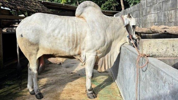 SAPI PRESIDEN - Bagong, sapi peranakan ongole (PO), milik Bayu Setiawan (43), asal Kalurahan Mangunan, Kapanewon Dlingo, Kabupaten Bantul, DI Yogyakarta, dibeli oleh Presiden RI, Prabowo Subianto.