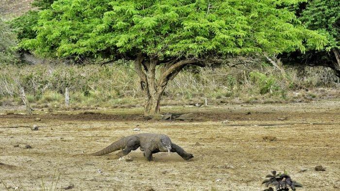 PESONA ALAM INDONESIA - Setiap taman nasional di Indonesia punya daya tarik yang unik. Misalnya, Taman Nasional Komodo di Nusa Tenggara Timur yang merupakan satu-satunya habitat asli komodo di dunia.