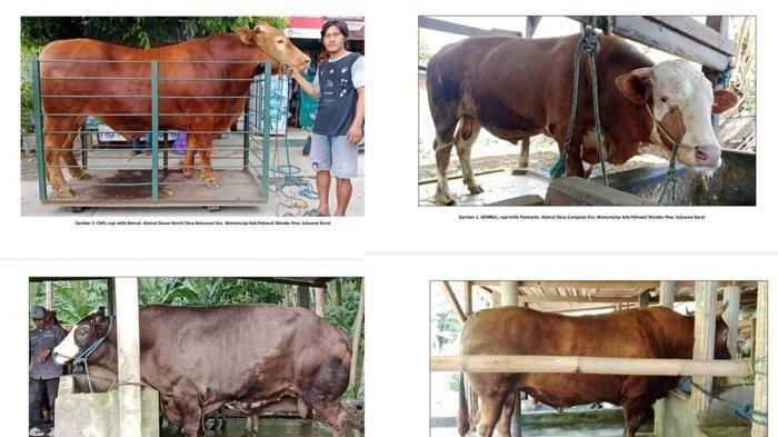 SAPI KURBAN PRABOWO - Empat ekor sapi milik peternak di Kecamatan Wonomulyo, Kabupaten Polman, Sulbar terpilih jadi hewan kurban Presiden Prabowo Subianto, Rabu (14/5/2025). Dari empat sapi terpilih, tiga milik peternak asal Desa Kebunsari, Kecamatan Wonomulyo.