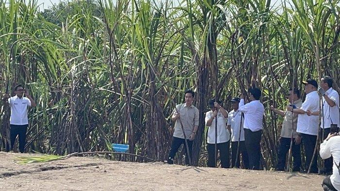 PANEN TEBU - Wakil Presiden Republik Indonesia Gibran Rakabuming Raka melakukan panen tebu di kawasan perkebunan tebu di Sleman, Daerah Istimewa Yogyakarta, pada Selasa, (8/7/2025)