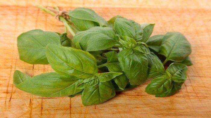 Ilustrasi daun basil, sebaiknya tidak disimpan di kulkas