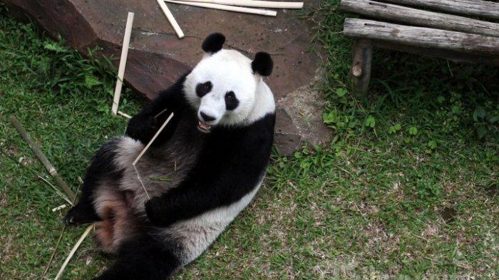 gambar panda untuk soal PTS Bahasa Inggris Kelas 2 Semester 2 Kurikulum Merdeka
