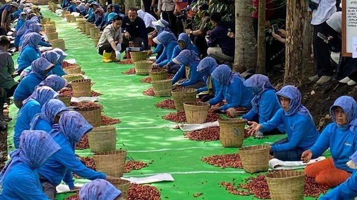 GIBRAN PETIK KOPI - Wakil Presiden RI, Gibran Rakabuming Raka saat melihat langsung penyortiran kopi bersama sejumlah petani kopi di Kebun Kopi Kalisat Jampit, Bondowoso, Jawa Timur, Selasa (24/6/2025).