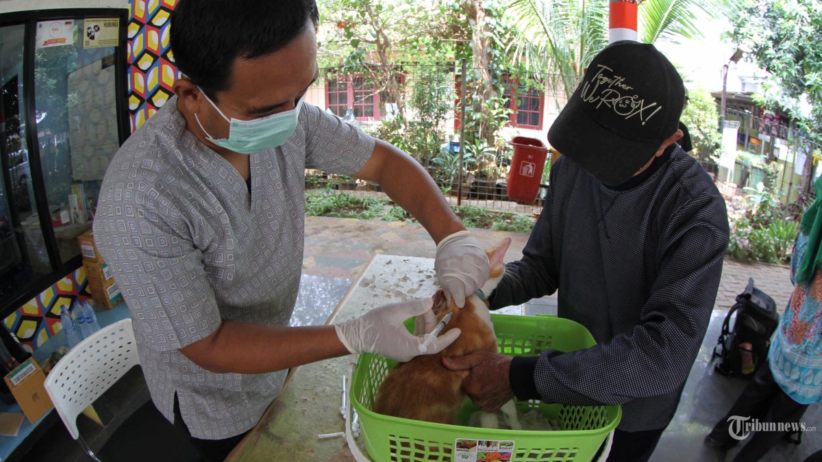 Petugas kesehatan sedang menyuntikan vaksin rabies untuk disuntikan ke seekor kucing di kantor kelurahan Tebet Timur, Jakarta Selatan, Kamis (12/10/2023). Suku Dinas Ketahanan Pangan, Kelautan dan Pertanian (Sudin KPKP) Jakarta Selatan menyiapkan 100 dosis vaksin rabies untuk disuntikan ke sejumlah hewan peliharaan secara gratis demi mempertahankan status Jakarta yang bebas dari kasus rabies. Warta Kota/Yulianto