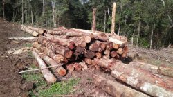 Tumpukan kayu alam di tepian sungai dekat kawasan hulu hutan adat Sihaporas, Kabupaten Simalungun, Sumatera Utara.