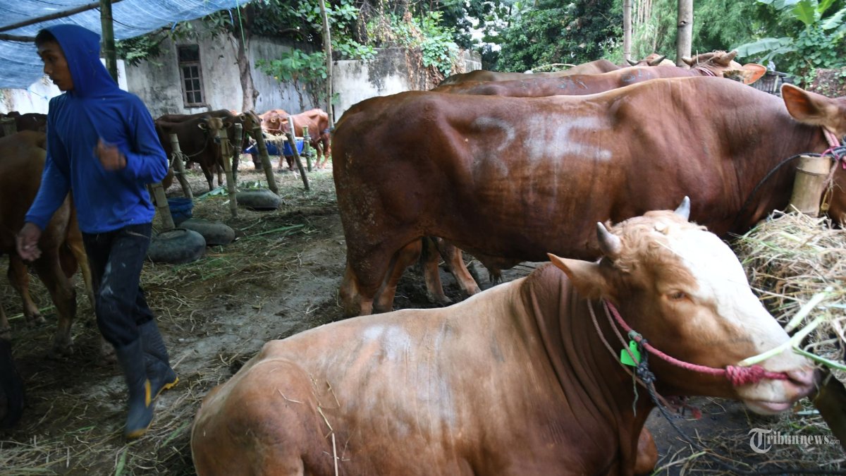 TERNAK BERGARANSI - Petugas melakukan pada hewan ternak untuk keperluan kurban untuk Idul Adha 2024 di Puat Hewan Qurban kawasan Jl Mayjen Sungkono Surabaya, Senin (3/6/2024).