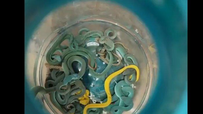 ULAR- Pihak berwenang di India telah menangkap seorang pria karena mencoba menyelundupkan puluhan reptil langka, termasuk ular berbisa, ke negara tersebut. Warga negara India, yang sedang kembali dari Thailand, dihentikan oleh petugas bea cukai di bandara kota Mumbai. Para pejabat mengatakan reptil tersebut, termasuk 47 ular berbisa, ditemukan tersembunyi di dalam bagasi terdaftar milik pria tersebut.