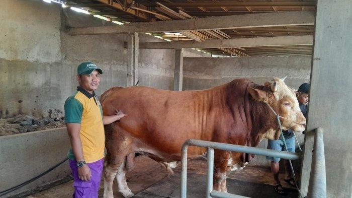 SAPI KURBAN PRESIDEN - Petugas Kesehatan Hewan (Keswan) dan Inseminator Kecamatan Jatinom, Catur Keris Nugroho, menunjukkan sapi milik warga Desa Mranggen, Kecamatan Jatinom, Kabupaten Klaten, Jawa Tengah, yang dibeli Presiden Prabowo untuk Kurban 2025, Sabtu (24/5/2025).