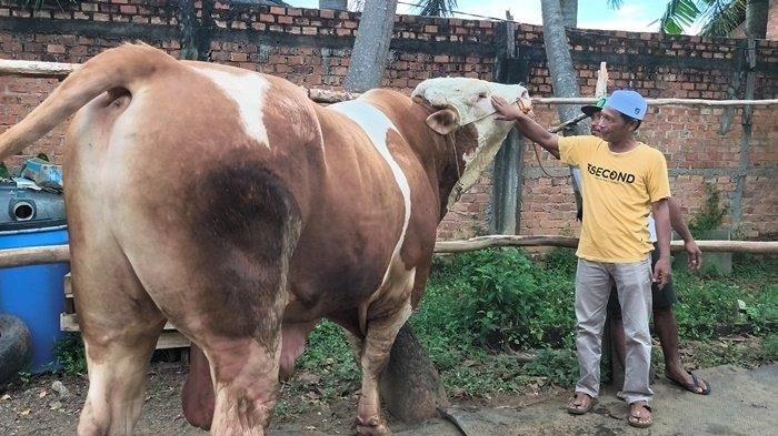 sapi prabowo paling tampan