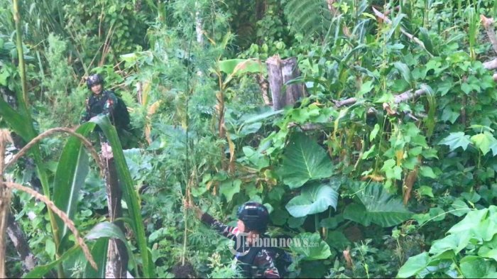 TRIBUNNEWS.COM, PAPUA - Prajurit Satgas Pamtas RI-PNG Yonif 126/KC kembali menemukan ladang ganja siap panen seluas lima hektar yang berada di pertengahan antara Kampung Paitenda-Banda, Distrik Waris, Kabupaten Keerom.
Hal tersebut disampaikan Dansatgas Pamtas Yonif 126/Kala Cakti, Letkol Inf Dwi Widodo, S.H., M.Han. dalam rilis tertulisnya di Distrik Senggi, Papua, Rabu (13/07/2022). //PUSPEN TNI