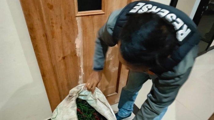 SEKARUNG CABAI CURIAN - Polisi membuka barang bukti sekarung goni berisi cabai yang dicuri oleh dua remaja dari kebun warga di lereng Gunung Merbabu, Desa Tajuk, Kecamatan Getasan, Kabupaten Semarang, Jawa Tengah, pada Kamis (15/5/2025) malam.