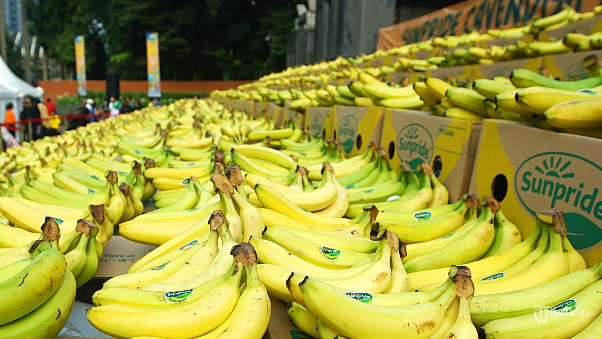 Ratusan pisang yang tersusun rapi pada acara Kupas Semarak Sunpride di Jakarta, Minggu (2/6/2024). Rekor ini merupakan pencapain prestasi superlative yang dipersembahkan oleh Sunpride atas penyelenggaraan Pajangan Pisang Terbanyak di Indonesia. Dalam kesempatan ini, terdapat 2.000 boks Pisang Cavendish atau setara dengan 140.000 pcs Pisang Cavendish. Tribunnews/Jeprima