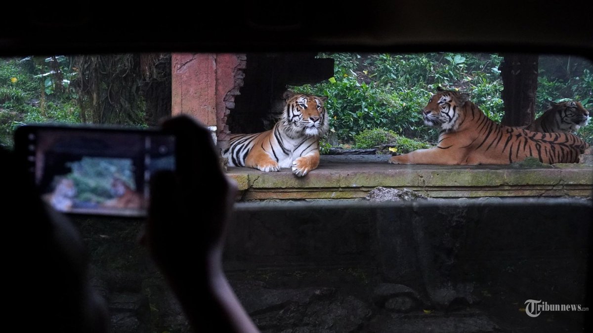 Tim Gass Mudik 2024 Tribun Jabar melakukan Safari Journey melihat satwa-satwa liar dari dekat dari dalam mobil di Taman Safari Indonesia (TSI) Cisarua, Kabupaten Bogor, Jawa Barat, Jumat (5/4/2024). Taman Safari Bogor menjadi salah satu tujuan wisata masyarakat saat momen libur, termasuk libur Lebaran 2024 ini yang tinggal beberapa hari lagi. Diprediksi jumlah kunjungan akan meningkat selama 10 hari sejak hari H Lebaran atau Idulfitri 1445 H. Sementara itu, harga tiket masuknya untuk dewasa Rp 275 ribu dan anak-anak Rp 245 ribu. Namun, jika membeli tiketnya melalui website resmi Taman Safari Bogor pengunjung bakal mendapatkan potongan harga sebesar Rp 10 ribu. (TRIBUN JABAR/GANI KURNIAWAN)