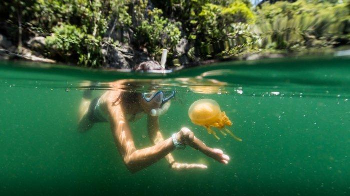 Danau Kakaban, Keunikan Alam Indonesia yang jadi Rumah bagi Ubur-ubur Langka