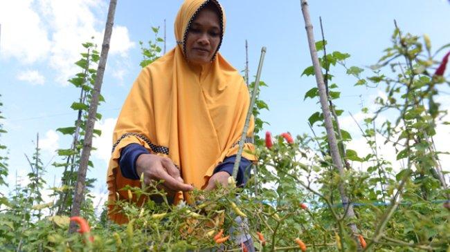 Petani Kalbar Ubah 'Nasib' Lewat Program Restorasi Gambut,  Alam Sehat Pendapatan Meningkat