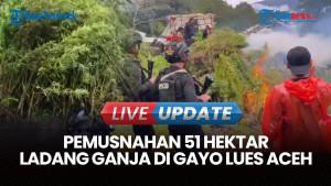 Momen Bareskrim Polri Temukan 51 Hektar Ladang Ganja di Gayo Lues Aceh