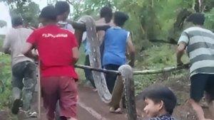 Kronologi-Gadis-Nyaris-Tewas-Dimangsa-Ular-Piton-6-Meter-di-Sulbar-Korban-Berhasil-Diselamatkan.jpg