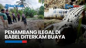 Konflik Panjang Buaya dan Manusia Akibat Penambangan Timah Ilegal